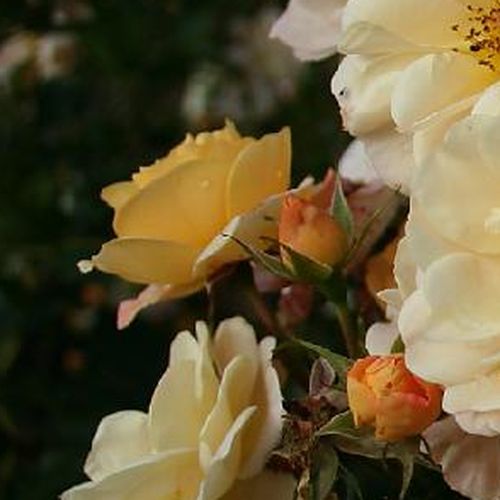 Rosa Pas de Deux - amarillo - Árbol de Rosas Flor Simple - rosal de pie alto- forma de corona tupida